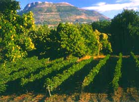 Vigneti azienda Montevetrano