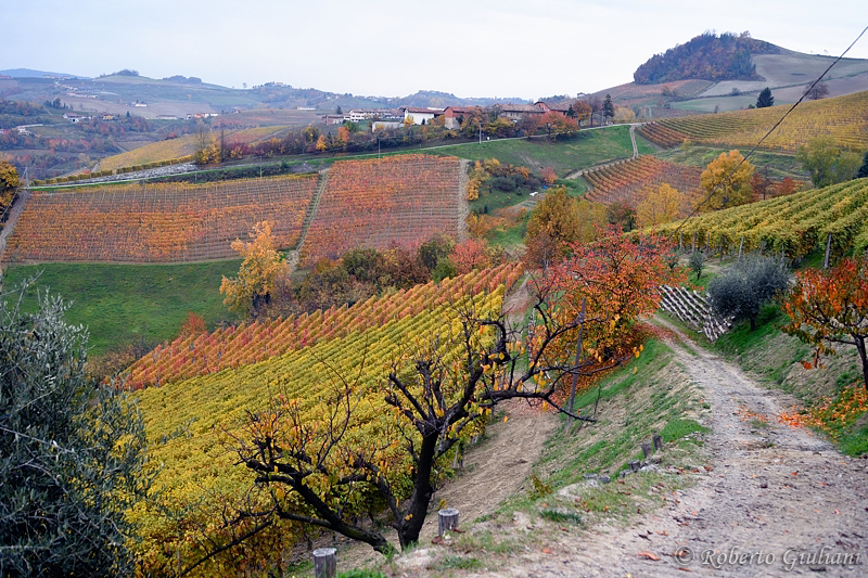 Langhe a novembre
