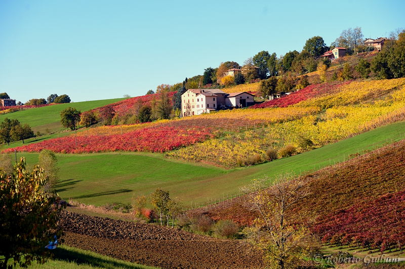 I colori dei vigneti a Castelvetro di Modena