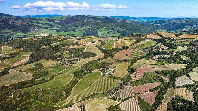 Le vigne a Montalcino