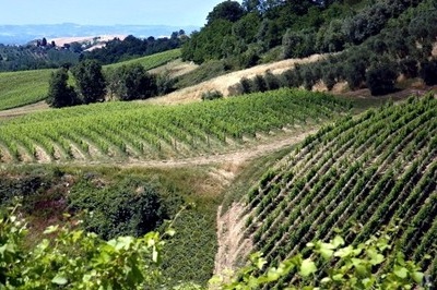 vigneti a Montalcino