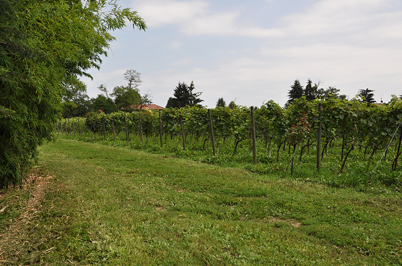 Vigne Casati a Merate (LC)