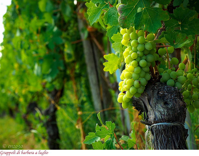 Grappoli di barbera a luglio