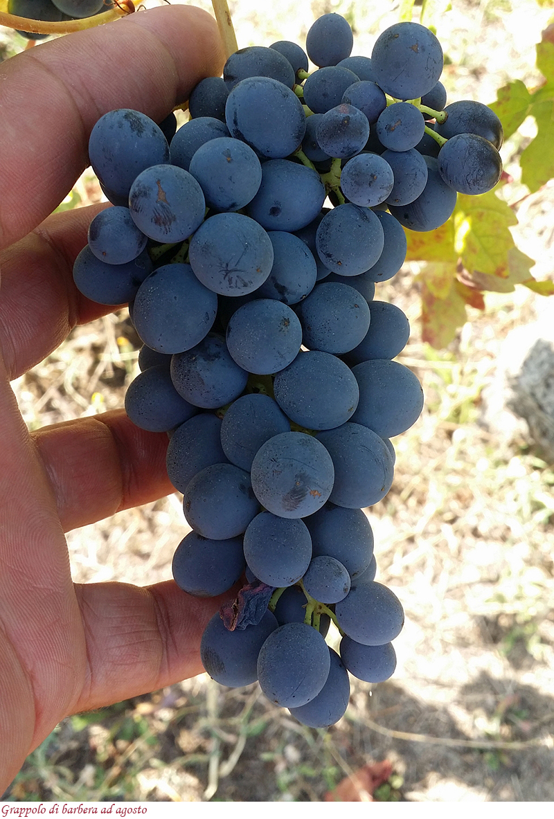Grappolo di barbera ad agosto