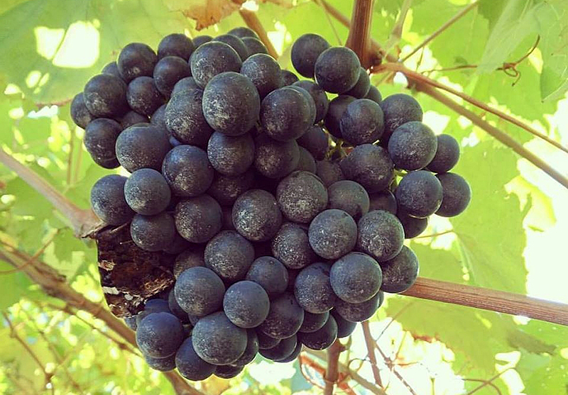 Grappolo di Teroldego