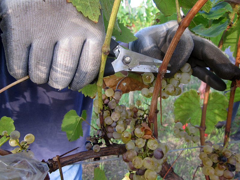 Il taglio del grappolo