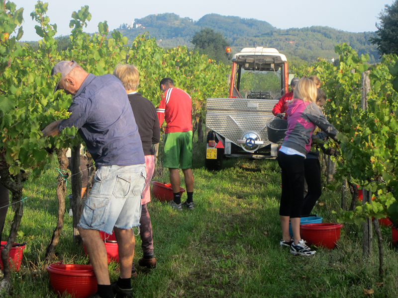 Tutti in vigna vendemmiare