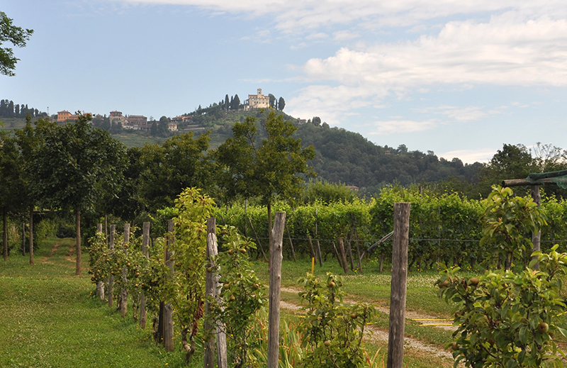 Il Ceresé con i suoi vigneti a Montevecchia (LC)