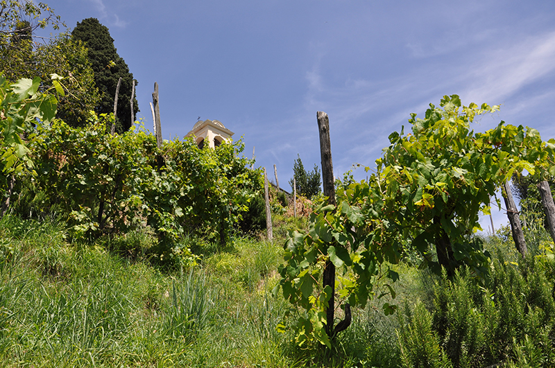 Le vigne dell'azienda Limonta Lorenzo