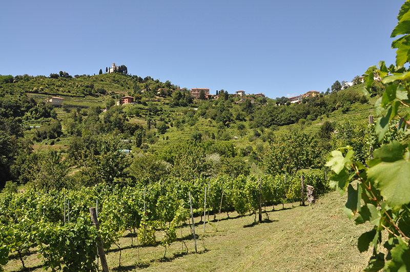 Vigneti azienda Maggioni Francesco