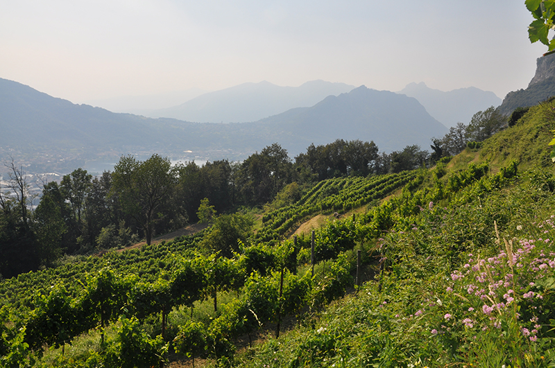 Vigneti di Simone Rossi a Calolziocorte (LC)