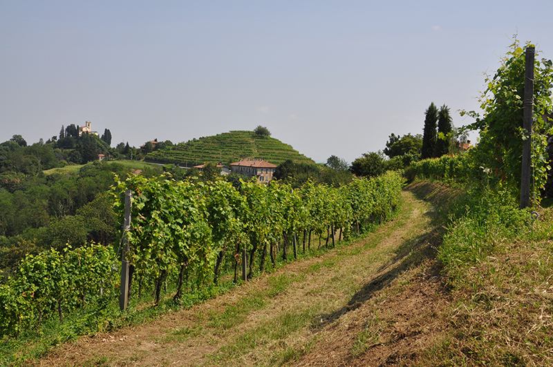 I vigneti di Terrazze di Montevecchia