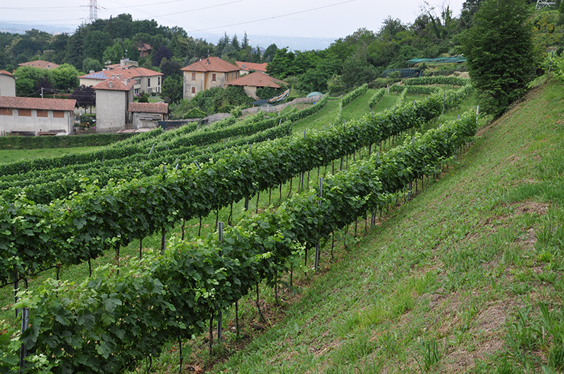 Filari di vite dell'azienda Tre Noci