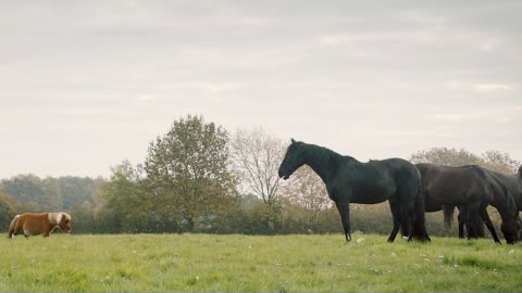 Il pony dello spot Amazon Prime