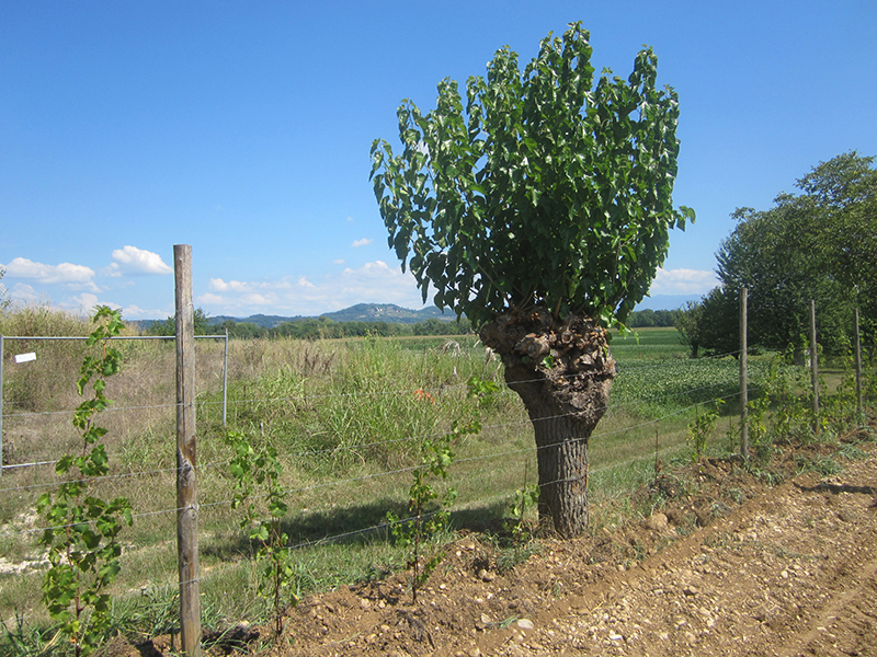 Un gelso tra le vigne di Duline