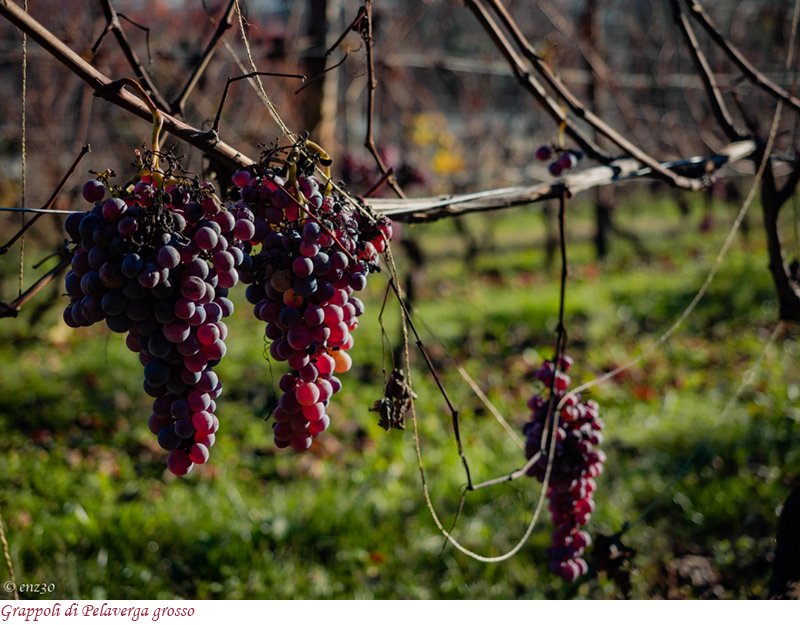 Grappoli di Pelaverga Grosso
