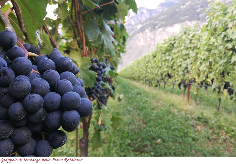 Grappolo di Teroldego nella Piana Rotaliana