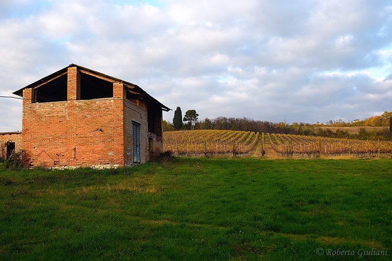 Vigneto di Leonardo Bussoletti