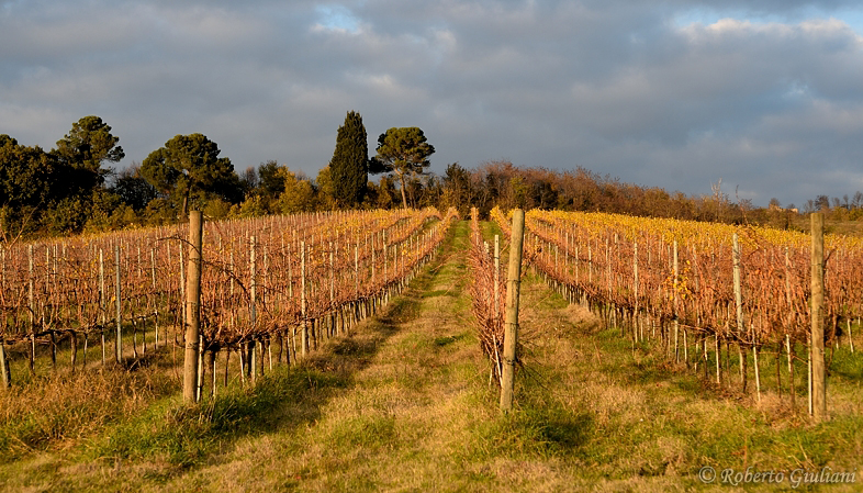Vigneto di Leonardo Bussoletti