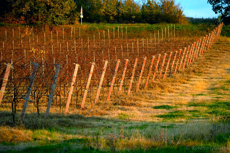 Vigneto Leonardo Bussoletti