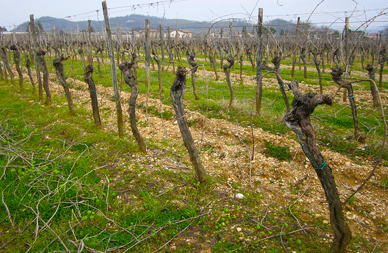 Vigneto di Luca Fedele