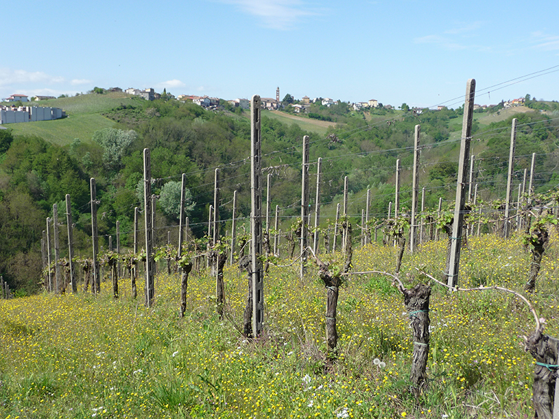 altro vigneto