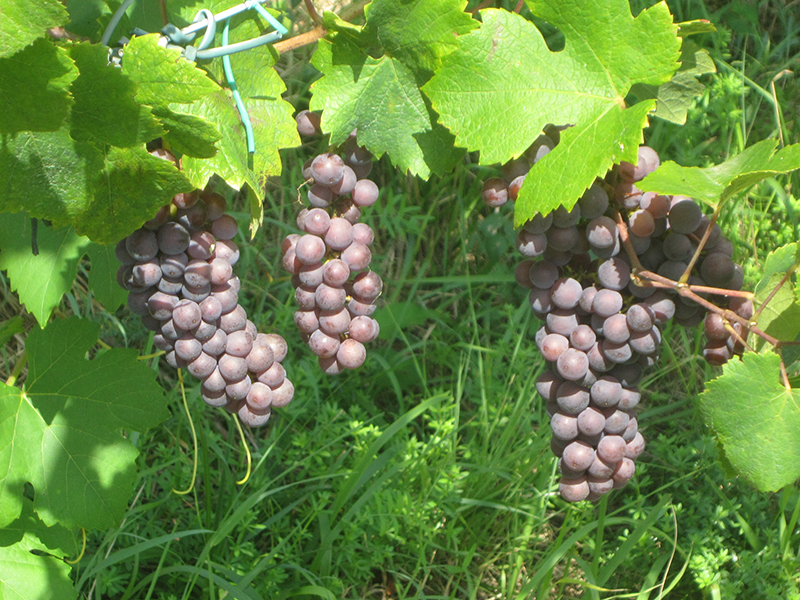 Grappoli a Ronco Pitotti