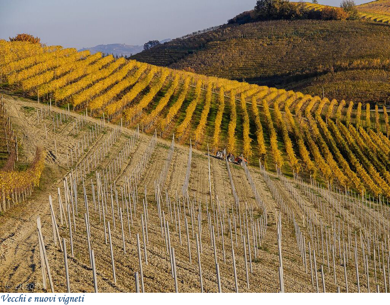 Vecchi e nuovi vigneti