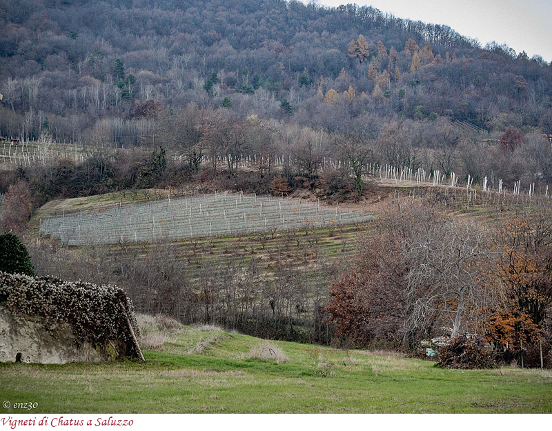 Vigneti di Chatus