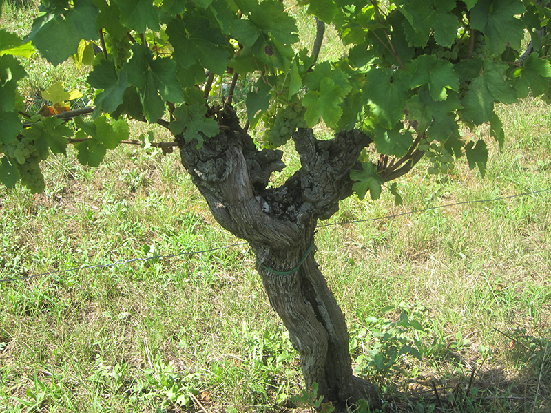 Vecchia vite a Duline