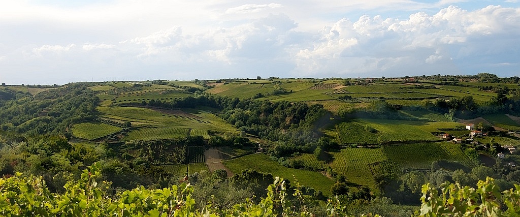Tollo: panorama vigneto