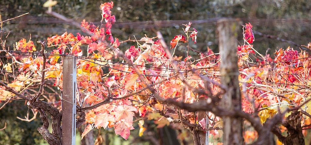 Tollo: vigna in autunno