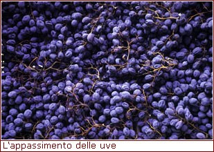 Appassimento delle uve