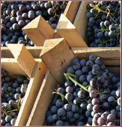 Cassette di uva in Valpolicella