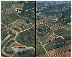 Vigneti dell'azienda Michele Chiarlo