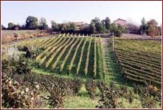 Vigneti dell'azienda Mastroberardino