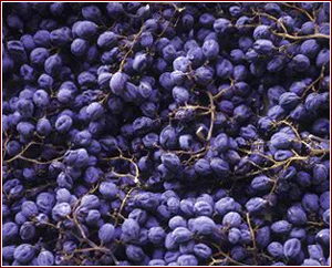 Appassimento delle uve