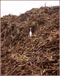 Camion carico di canna da zucchero