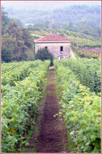 Casa fra i vigneti
