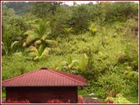 Vegetazione nell'entroterra