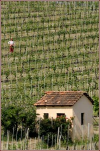 Vigneto dei Marchesi di Barolo