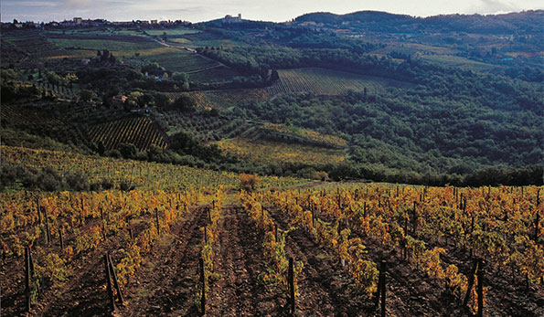 vigneti Castellare di Castellina