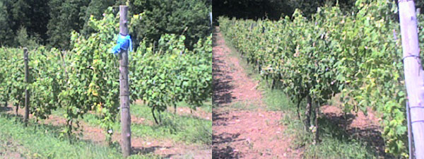 Vigna della Congregazione