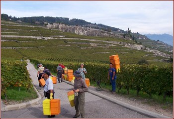 vendemmia in Svizzera