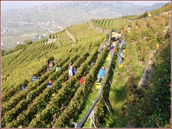 Fratelli Dubois: i vendemmiatori