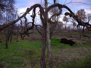 Il sistema di allevamento tesole