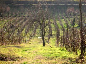 vigneto azienda Antonio Caggiano
