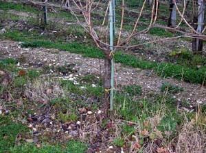 Particolare del vigneto