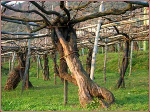 pianta di vita secolare