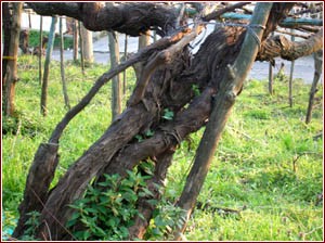 altra pianta secolare